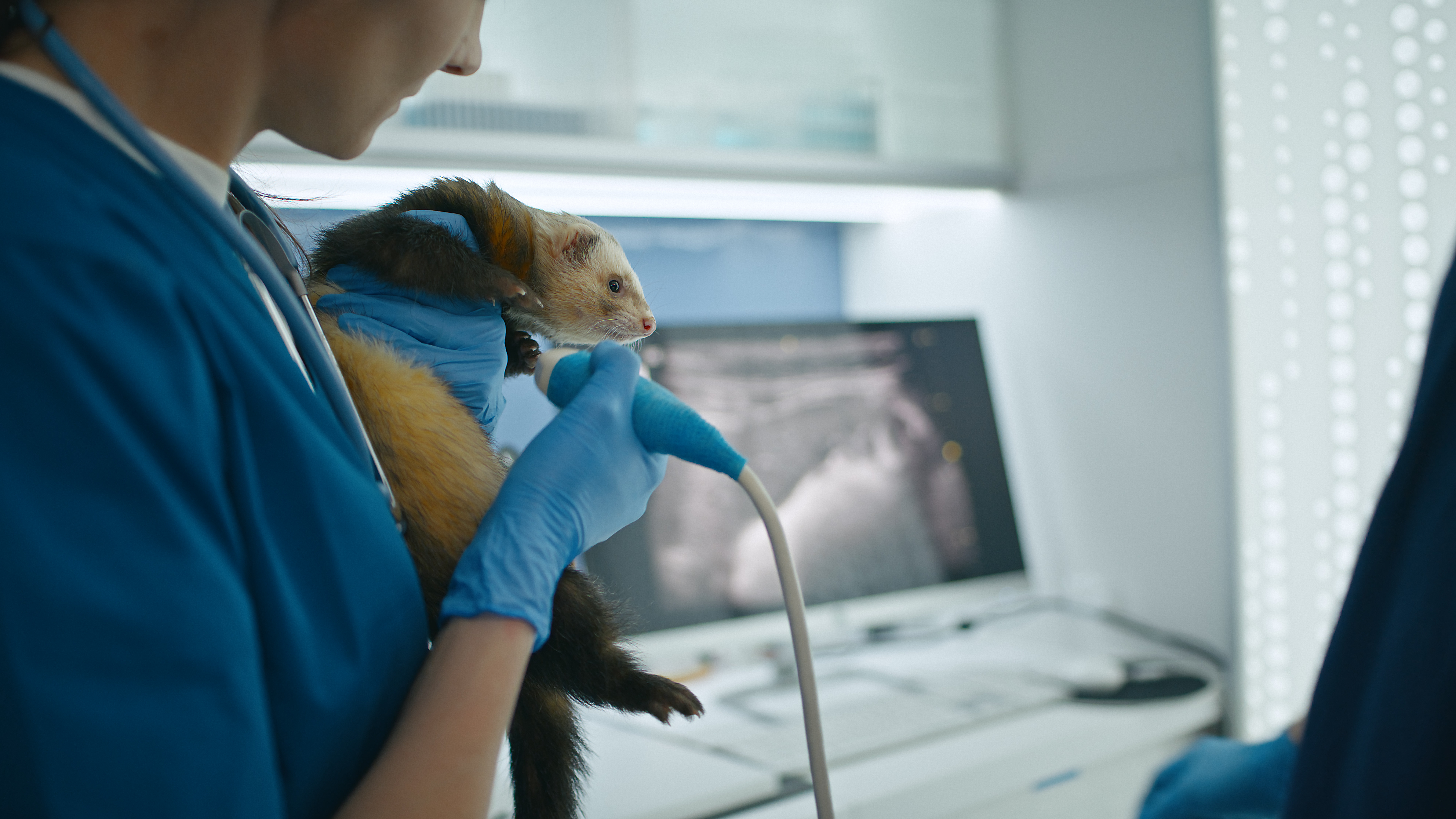 Certificado OCV Équidos